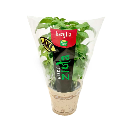 POKARM ŻYCIA Zioła Bazylia XXL- duża doniczka
